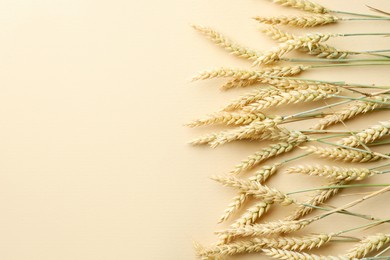 Photo of Many wheat spikes on beige background, above view. Space for text