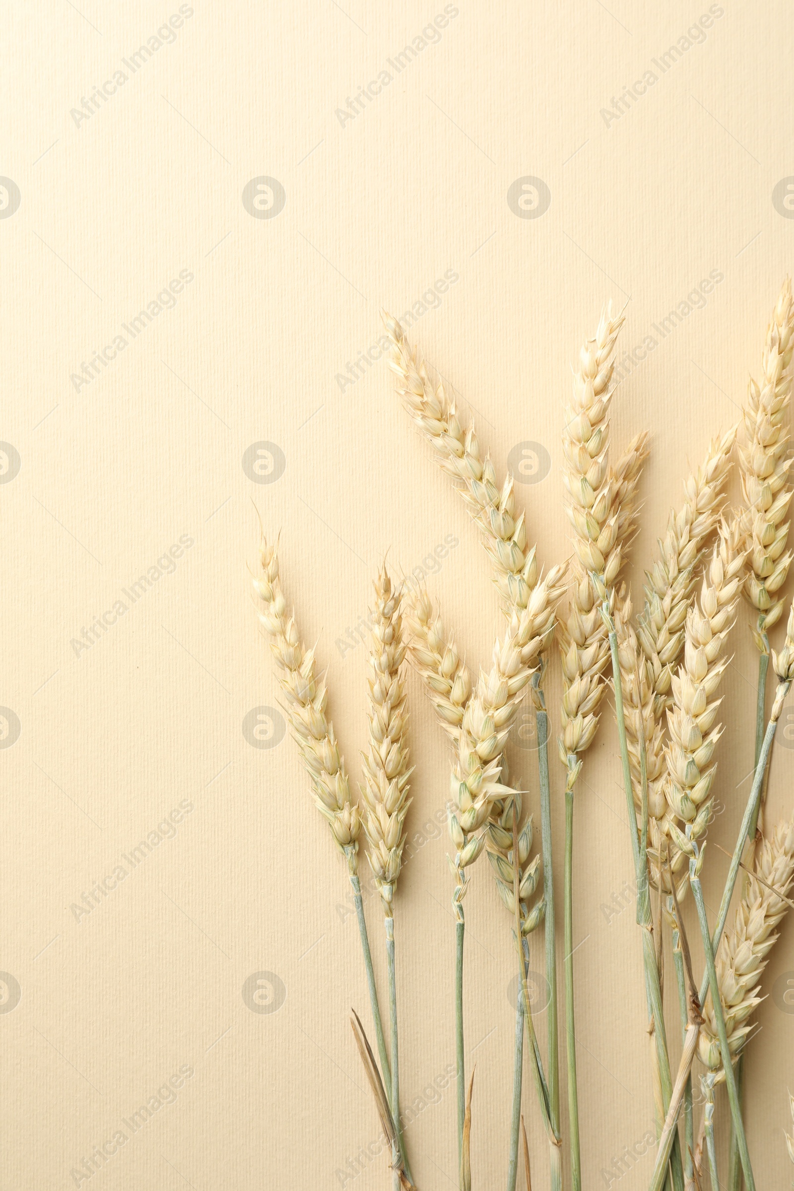 Many wheat spikes on beige background, flat lay. Space for text Photo of Many wheat spikes on beige background, flat lay. Space for text