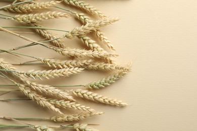 Photo of Many wheat spikes on beige background, flat lay. Space for text