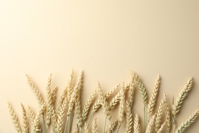 Photo of Many wheat spikes on beige background, flat lay. Space for text
