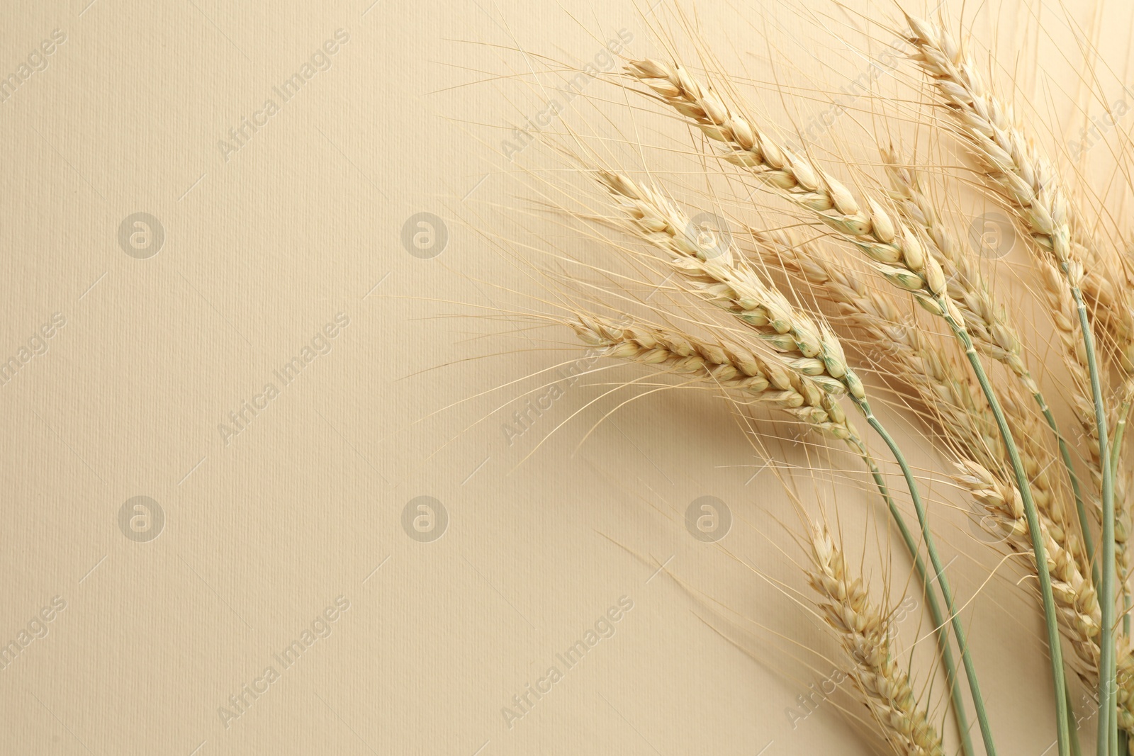 Photo of Many wheat spikes on beige background, flat lay. Space for text
