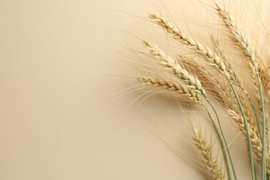 Photo of Many wheat spikes on beige background, flat lay. Space for text
