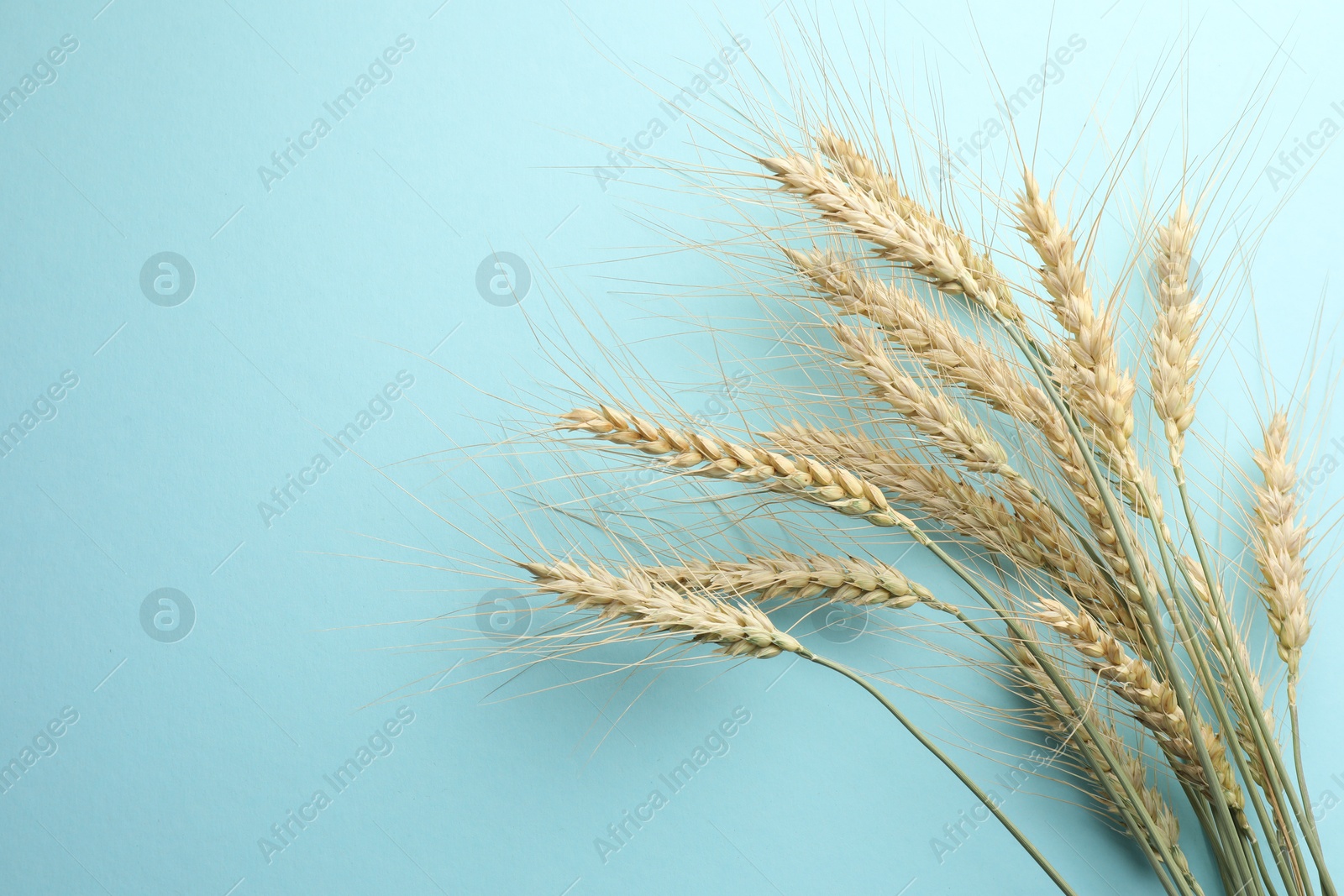 Photo of Many wheat spikes on turquoise background, flat lay. Space for text