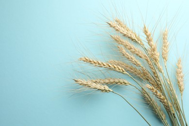 Photo of Many wheat spikes on turquoise background, flat lay. Space for text
