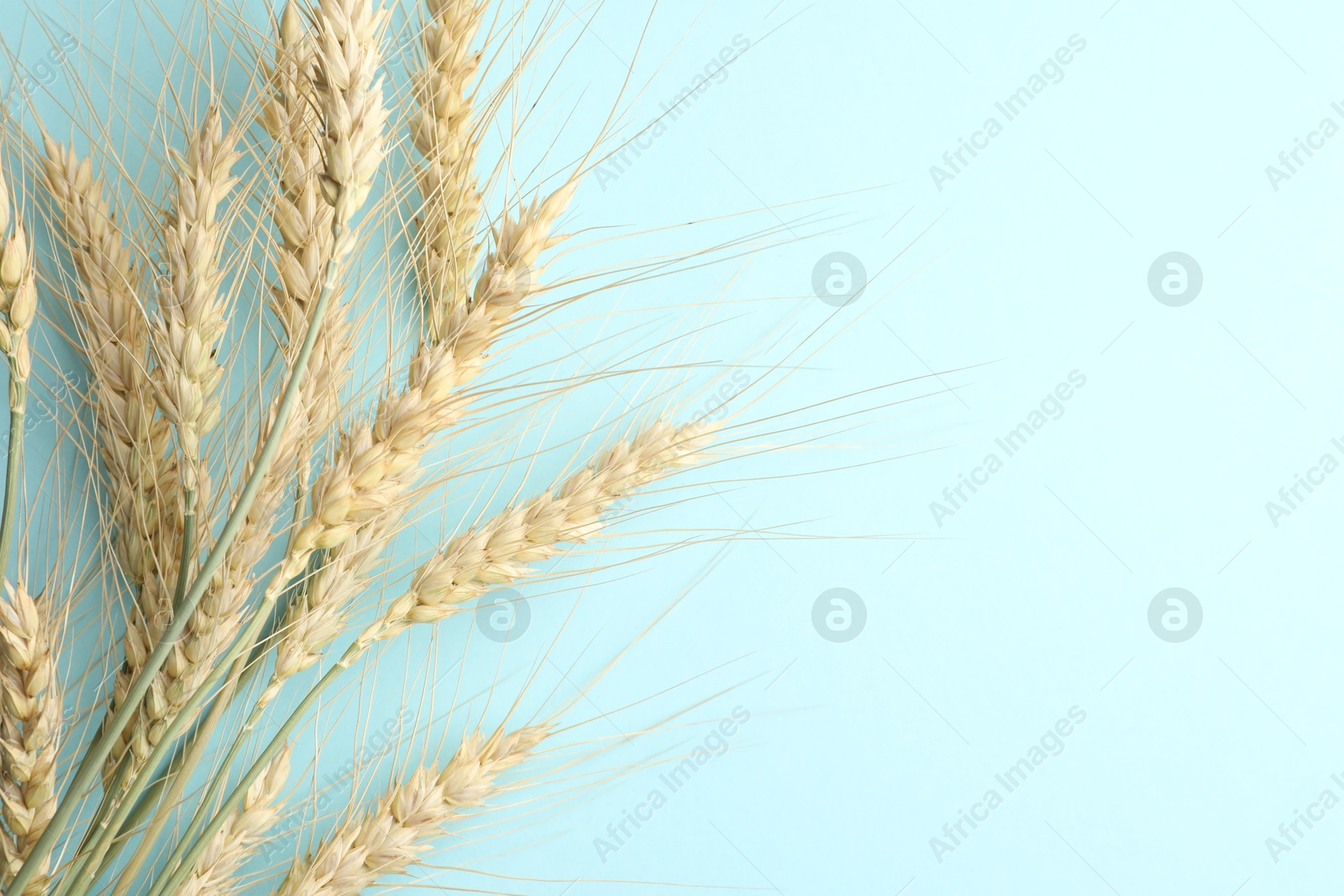 Many wheat spikes on light background, flat lay. Space for text Photo of Many wheat spikes on light background, flat lay. Space for text