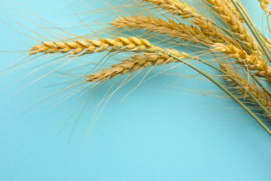 Photo of Many wheat spikes on turquoise background, closeup