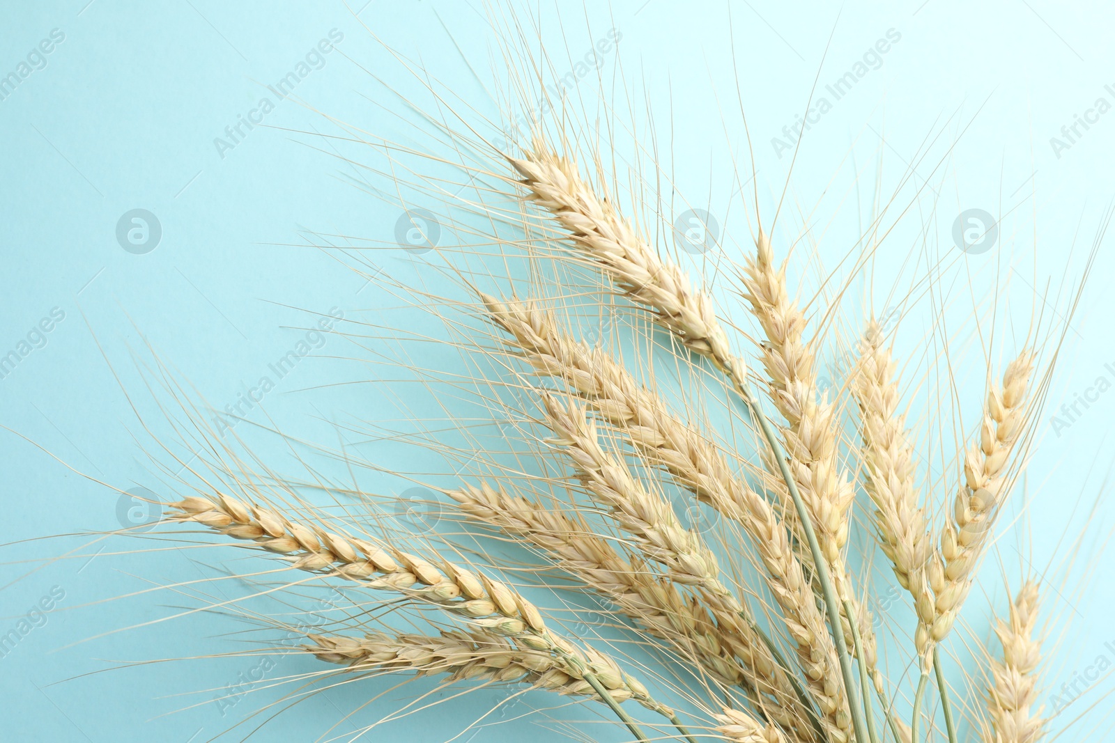 Many wheat spikes on turquoise background, flat lay Photo of Many wheat spikes on turquoise background, flat lay