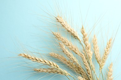 Photo of Many wheat spikes on turquoise background, flat lay