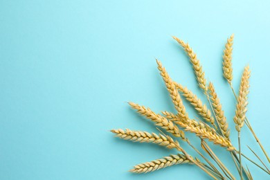 Photo of Many wheat spikes on light blue background, flat lay. Space for text