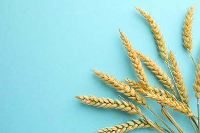 Photo of Many wheat spikes on turquoise background, flat lay. Space for text