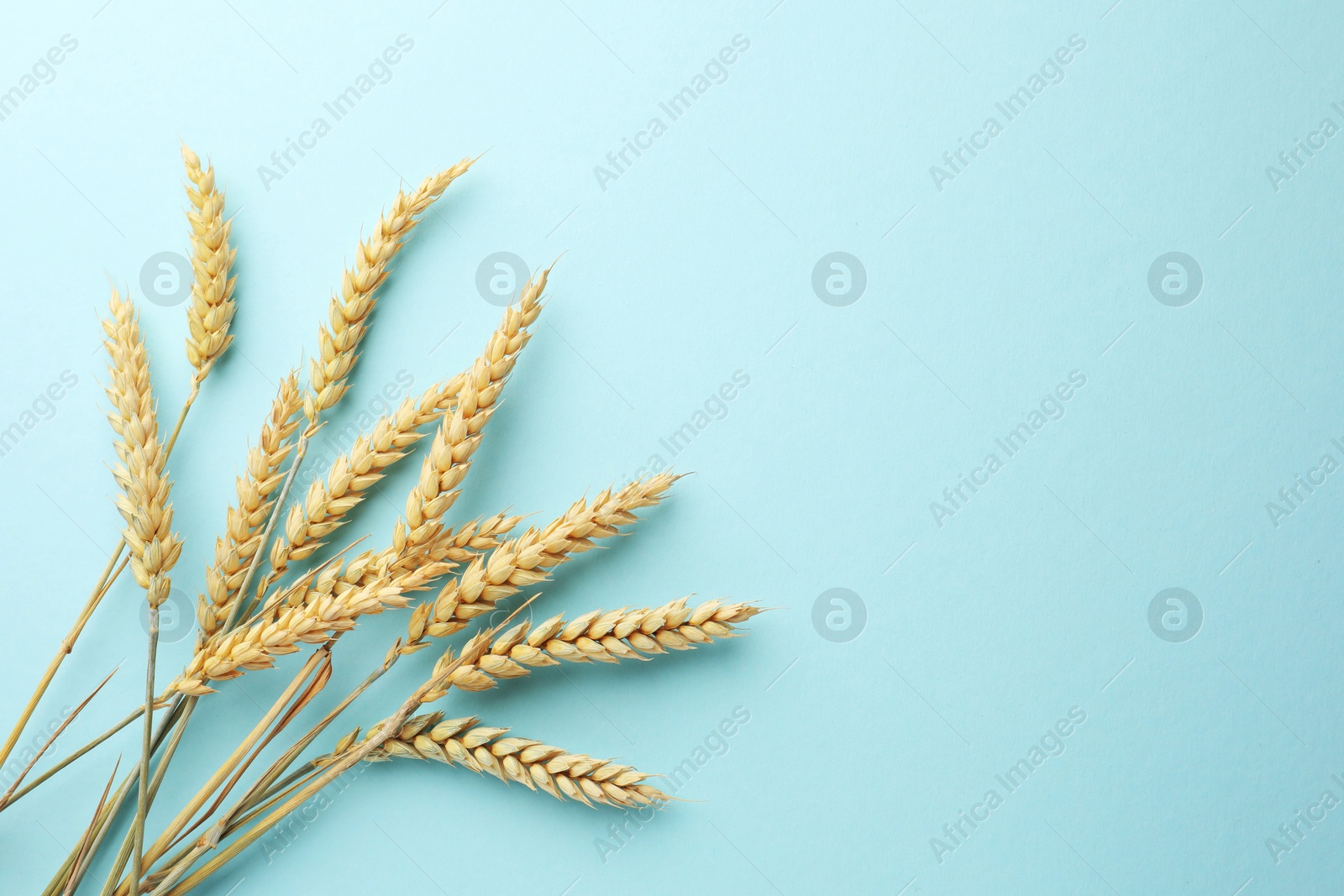 Many wheat spikes on light turquoise background, flat lay. Space for text Photo of Many wheat spikes on light turquoise background, flat lay. Space for text