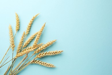Photo of Many wheat spikes on light turquoise background, flat lay. Space for text