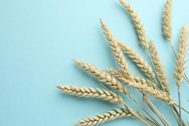 Photo of Many wheat spikes on light turquoise background, flat lay. Space for text