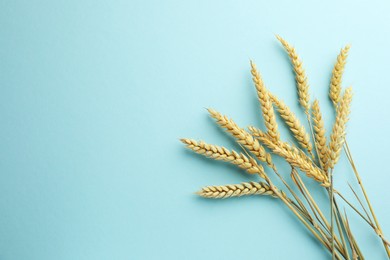 Photo of Many wheat spikes on light turquoise background, flat lay. Space for text