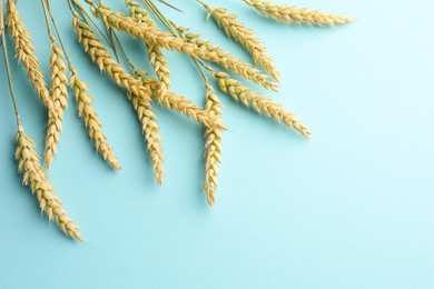 Photo of Many wheat spikes on light turquoise background, flat lay. Space for text