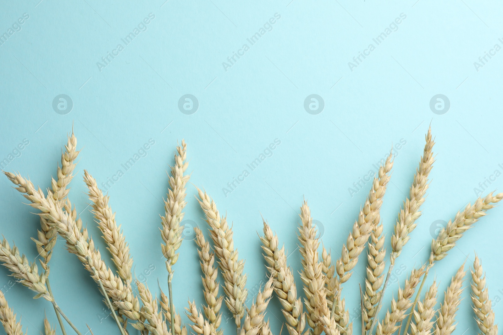 Photo of Many wheat spikes on light turquoise background, flat lay. Space for text