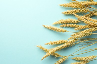 Photo of Many wheat spikes on turquoise background, flat lay. Space for text