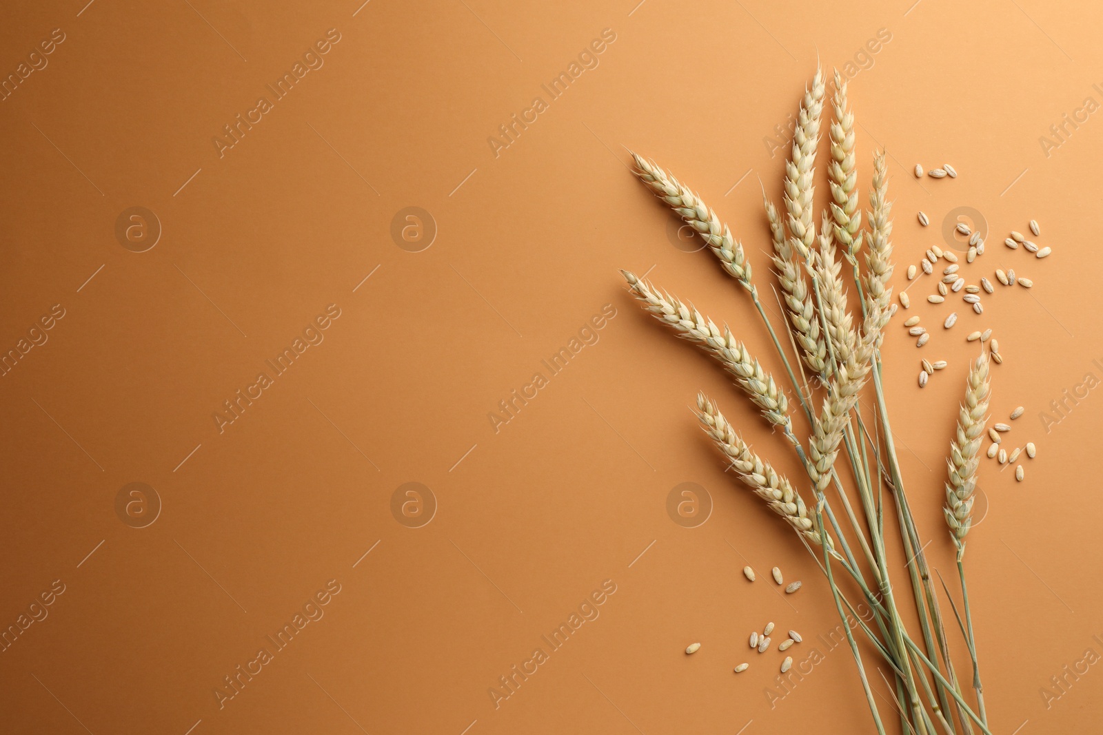 Many wheat spikes and seeds on golden background, flat lay. Space for text Photo of Many wheat spikes and seeds on golden background, flat lay. Space for text