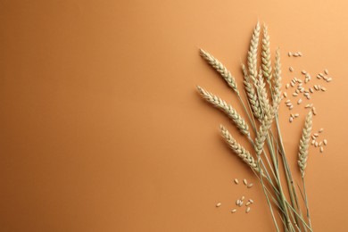 Photo of Many wheat spikes and seeds on golden background, flat lay. Space for text