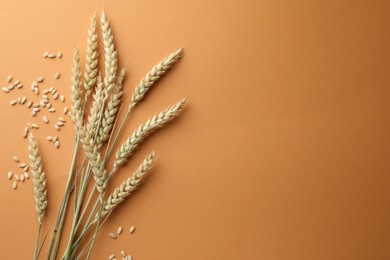 Photo of Many wheat spikes and seeds on golden background, flat lay. Space for text
