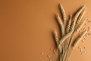 Photo of Many wheat spikes and seeds on golden background, flat lay. Space for text