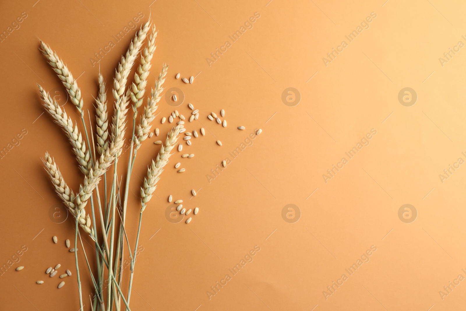 Many wheat spikes and seeds on golden background, flat lay. Space for text Photo of Many wheat spikes and seeds on golden background, flat lay. Space for text
