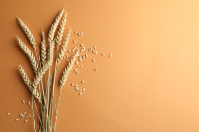 Photo of Many wheat spikes and seeds on golden background, flat lay. Space for text