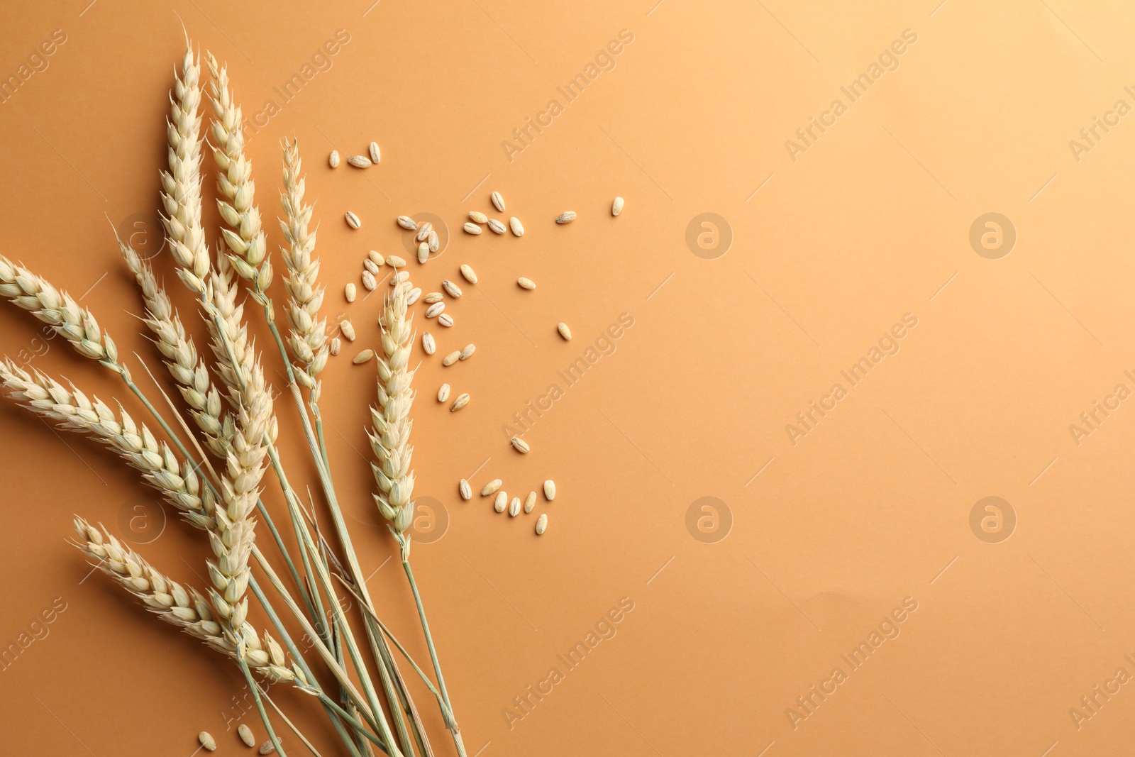 Many wheat spikes and seeds on golden background, flat lay. Space for text Photo of Many wheat spikes and seeds on golden background, flat lay. Space for text