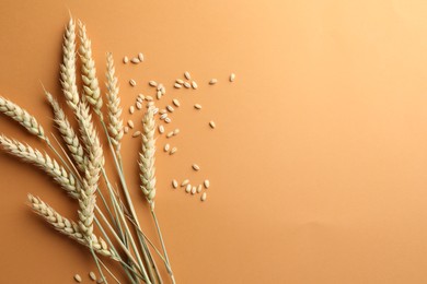 Photo of Many wheat spikes and seeds on golden background, flat lay. Space for text