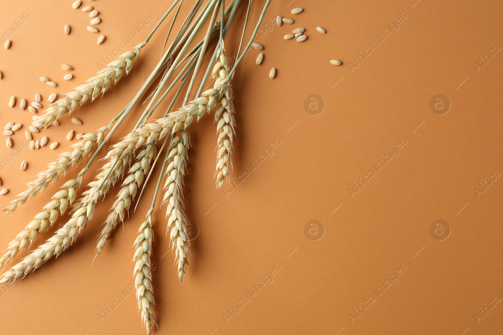 Many wheat spikes and seeds on golden background, flat lay. Space for text Photo of Many wheat spikes and seeds on golden background, flat lay. Space for text