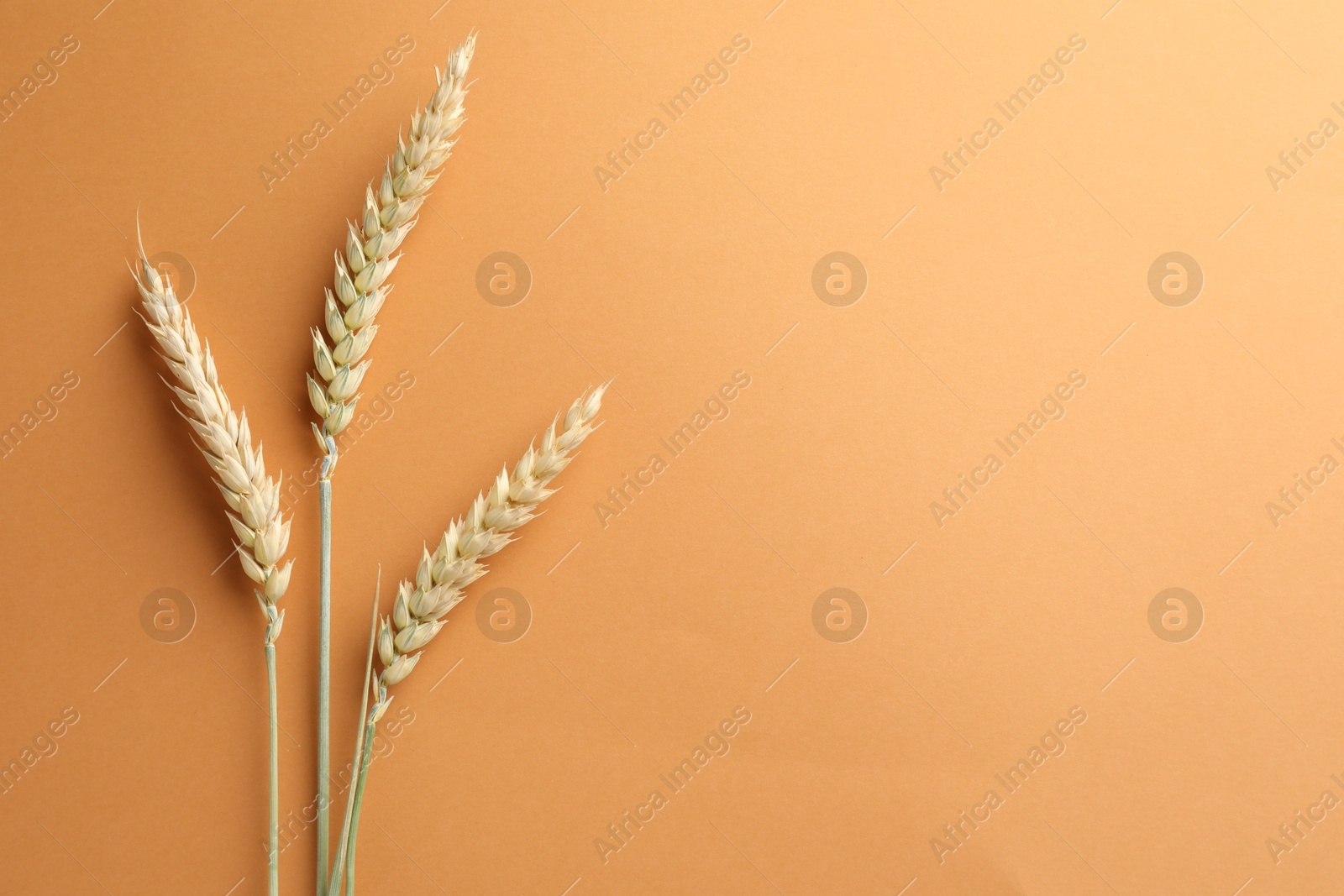 Wheat spikes on golden background, flat lay. Space for text Photo of Wheat spikes on golden background, flat lay. Space for text