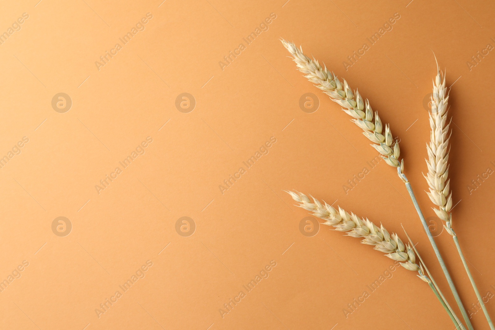 Wheat spikes on golden background, flat lay. Space for text Photo of Wheat spikes on golden background, flat lay. Space for text