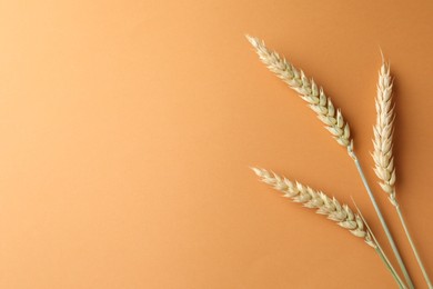 Photo of Wheat spikes on golden background, flat lay. Space for text