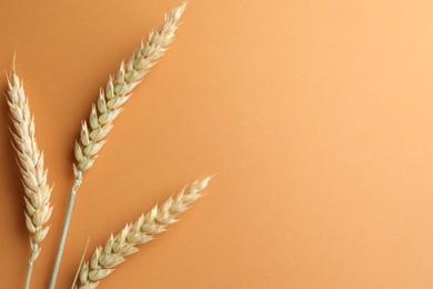 Photo of Wheat spikes on golden background, flat lay. Space for text