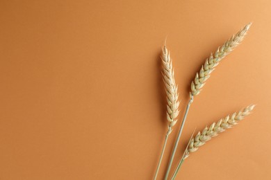 Photo of Wheat spikes on golden background, flat lay. Space for text