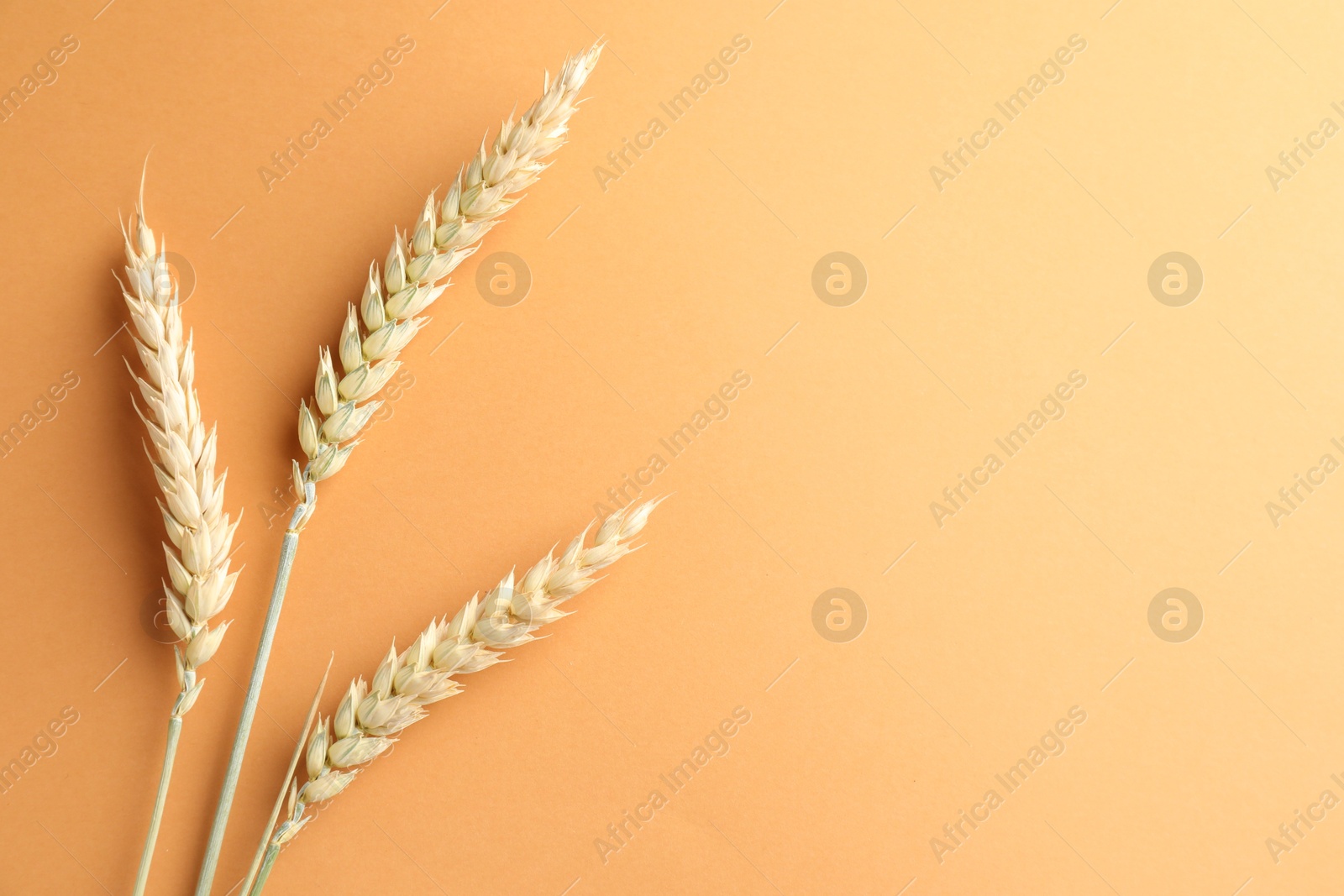 Wheat spikes on golden background, flat lay. Space for text Photo of Wheat spikes on golden background, flat lay. Space for text