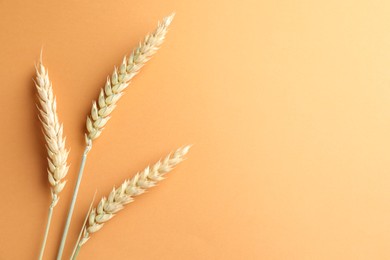 Photo of Wheat spikes on golden background, flat lay. Space for text