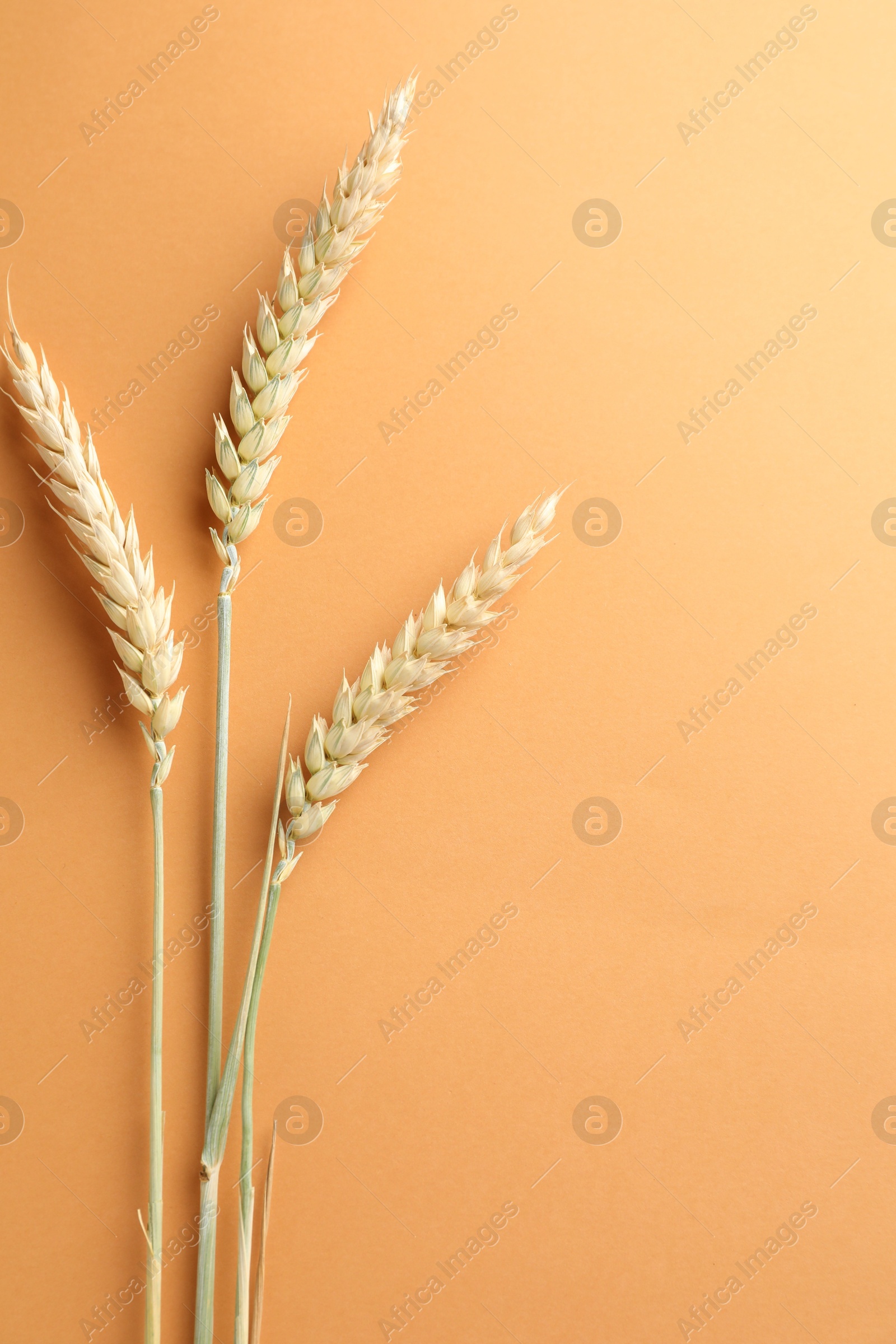 Wheat spikes on golden background, flat lay. Space for text Photo of Wheat spikes on golden background, flat lay. Space for text