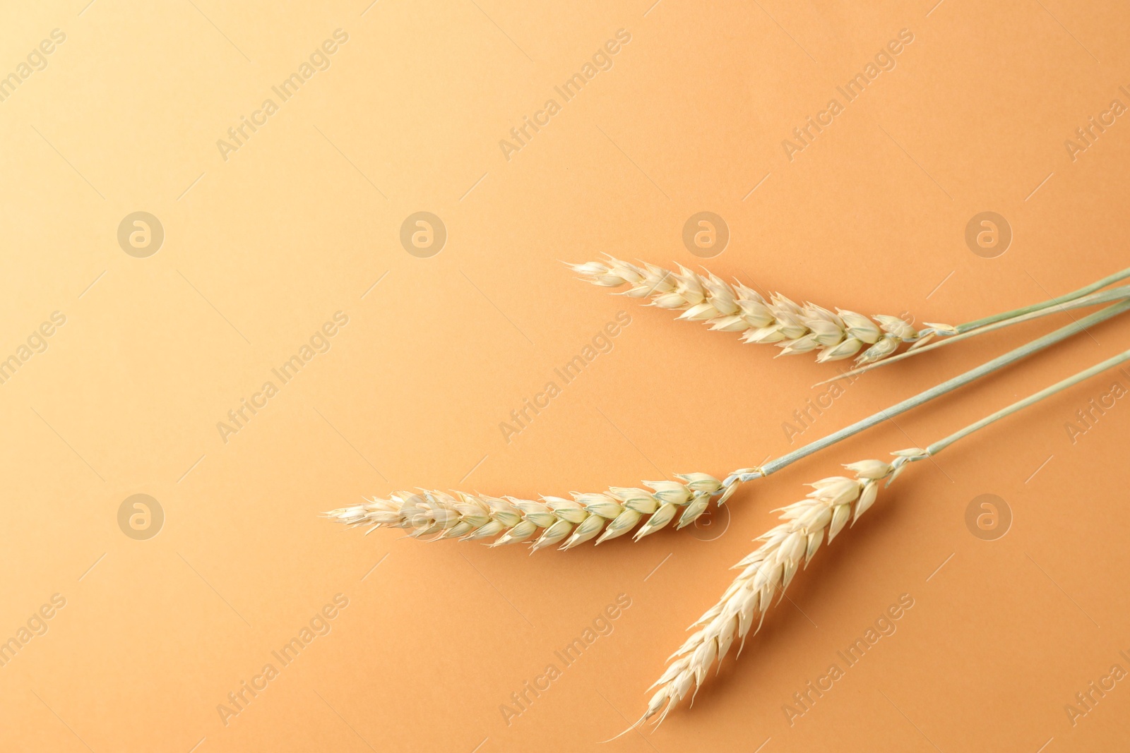 Wheat spikes on golden background, flat lay. Space for text Photo of Wheat spikes on golden background, flat lay. Space for text