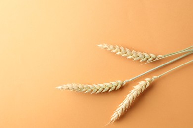 Photo of Wheat spikes on golden background, flat lay. Space for text