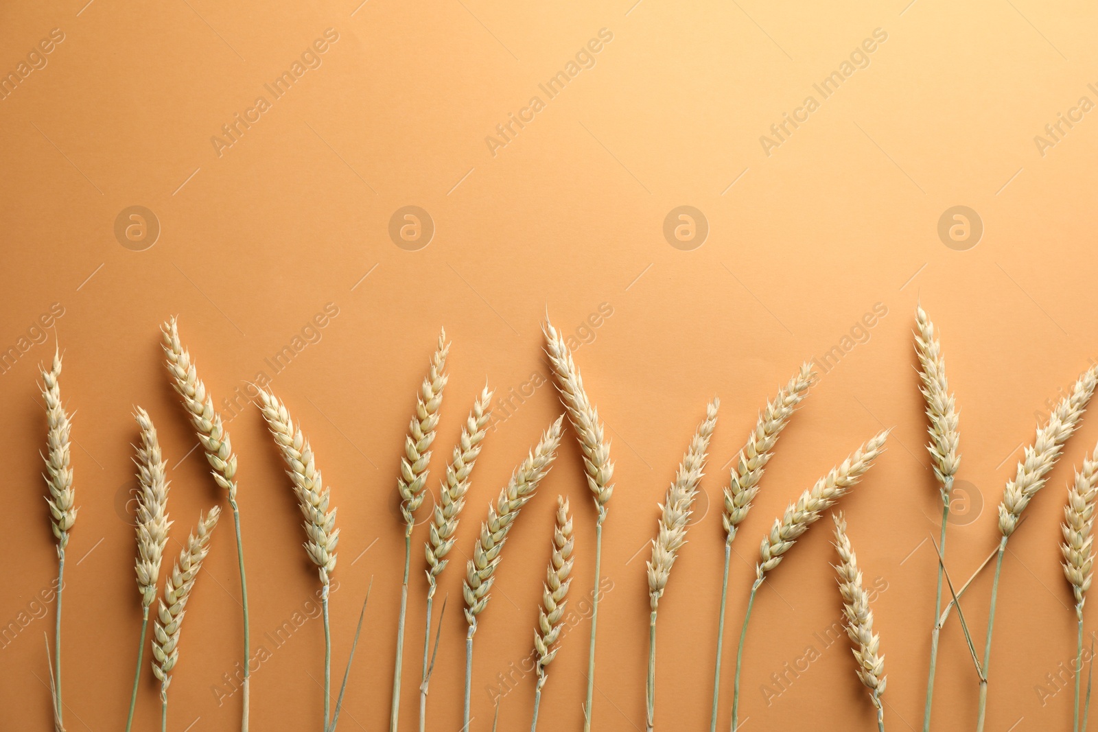 Many wheat spikes on golden background, flat lay. Space for text Photo of Many wheat spikes on golden background, flat lay. Space for text