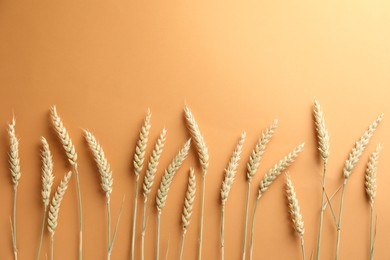 Photo of Many wheat spikes on golden background, flat lay. Space for text