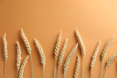 Photo of Many wheat spikes on golden background, flat lay. Space for text
