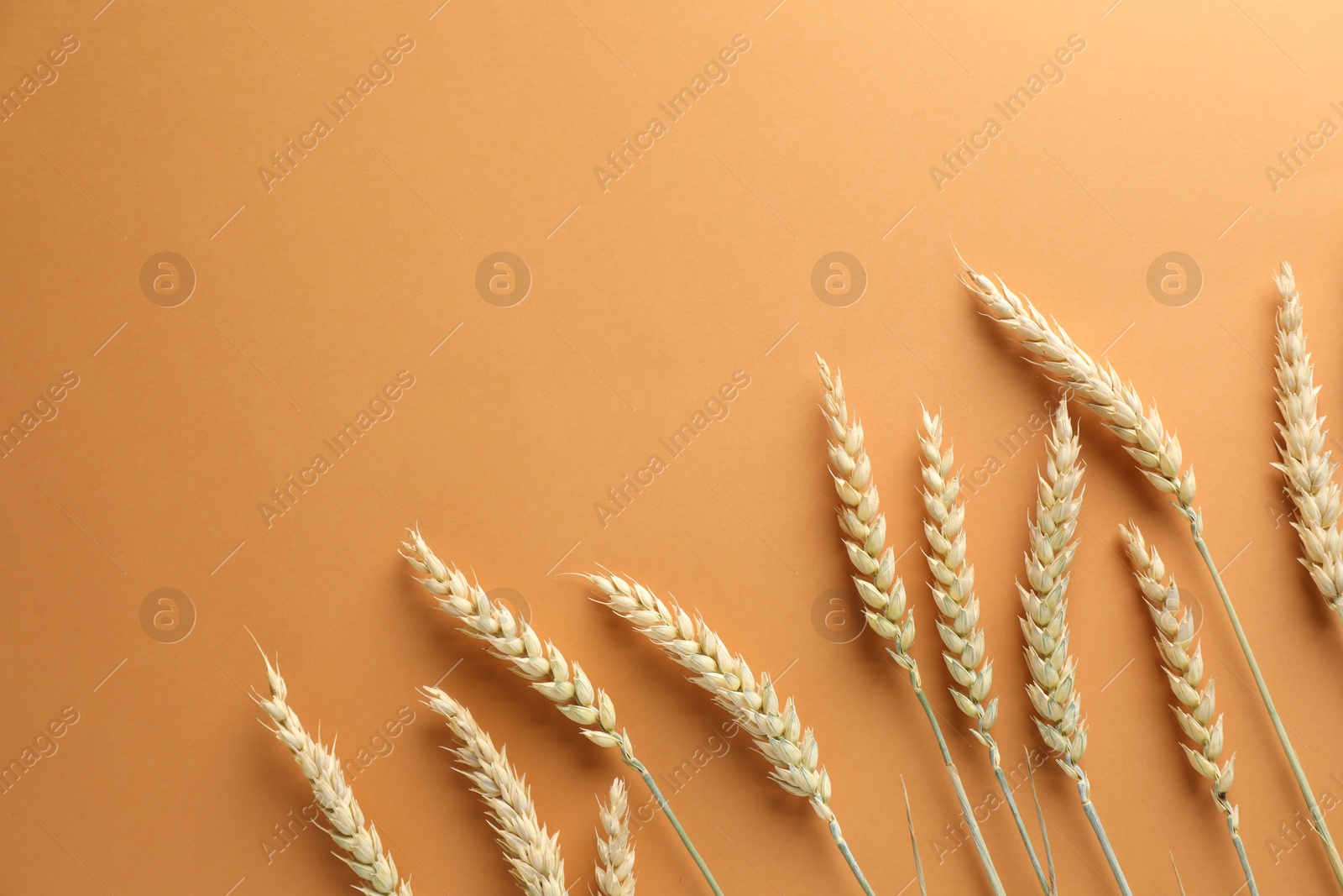 Many wheat spikes on golden background, flat lay. Space for text Photo of Many wheat spikes on golden background, flat lay. Space for text