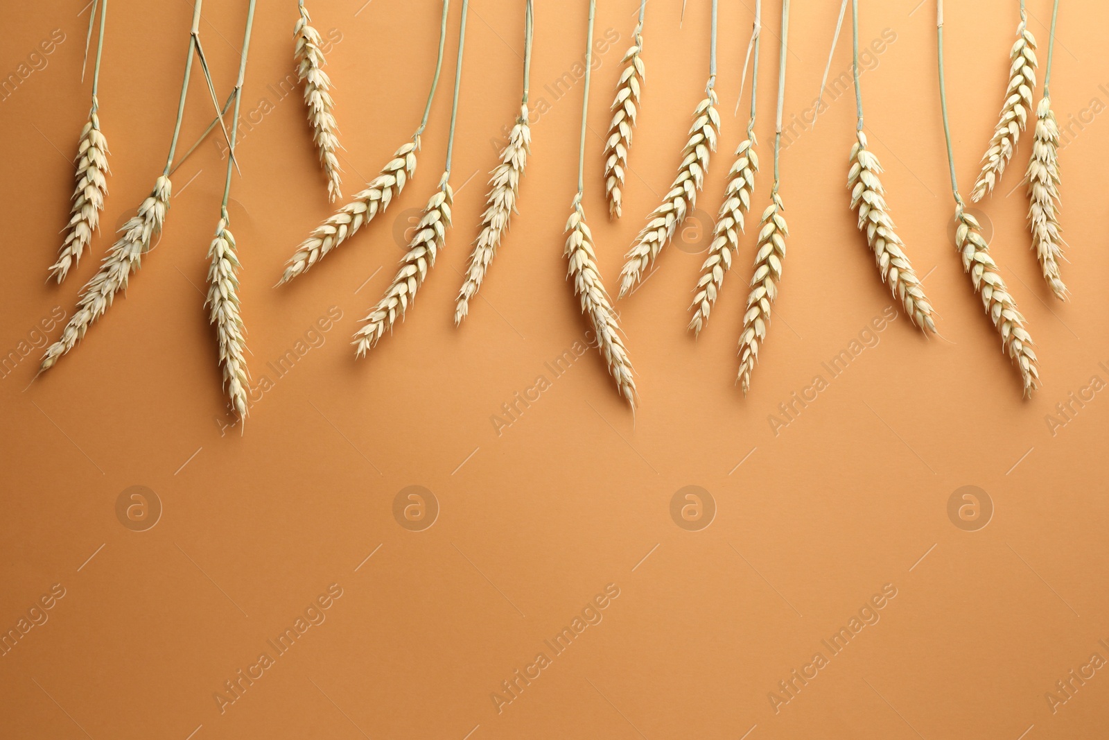 Many wheat spikes on golden background, flat lay. Space for text Photo of Many wheat spikes on golden background, flat lay. Space for text