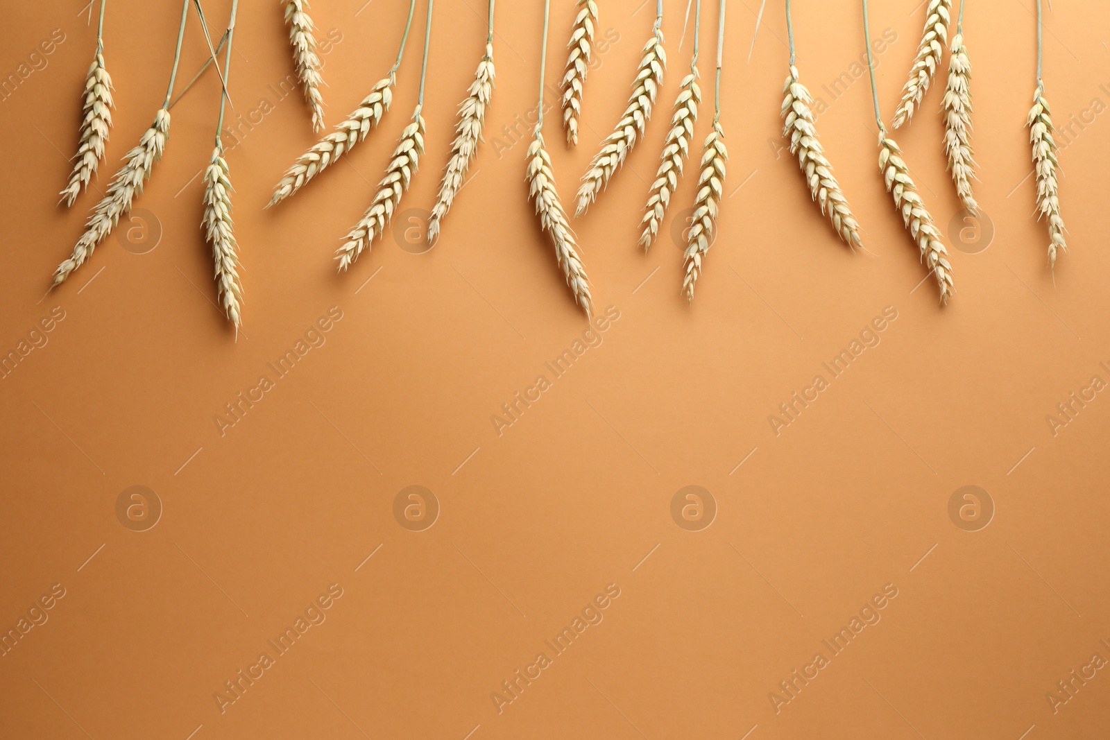 Many wheat spikes on golden background, flat lay. Space for text Photo of Many wheat spikes on golden background, flat lay. Space for text