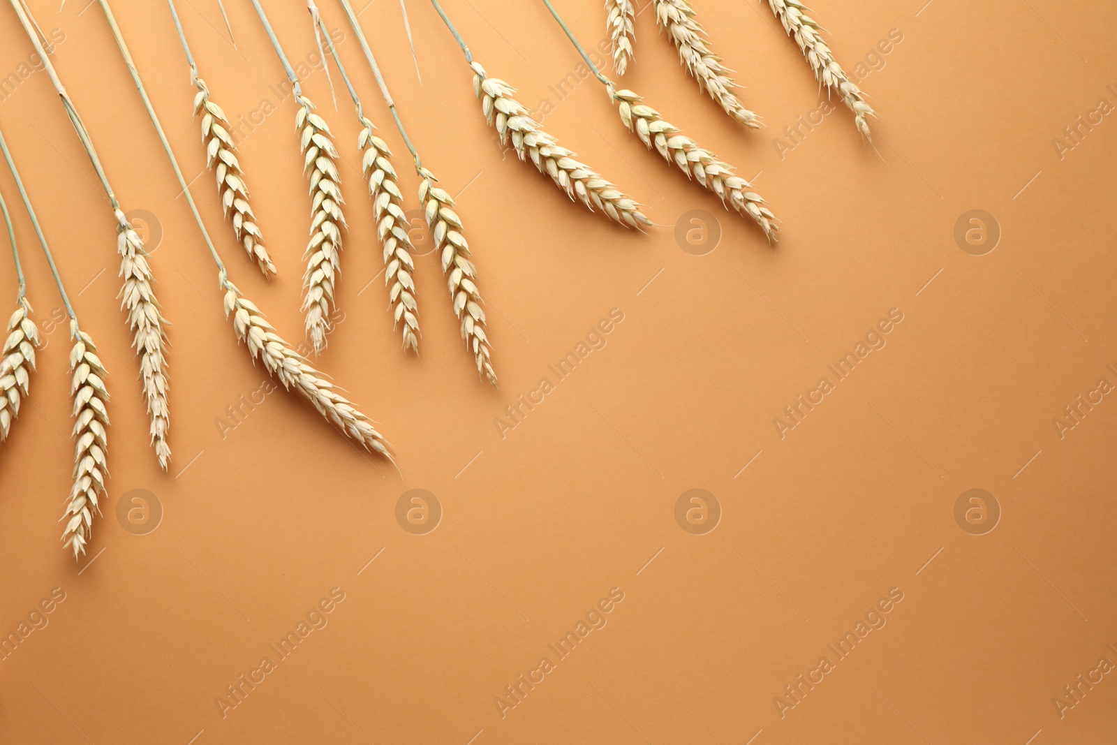 Many wheat spikes on golden background, flat lay. Space for text Photo of Many wheat spikes on golden background, flat lay. Space for text