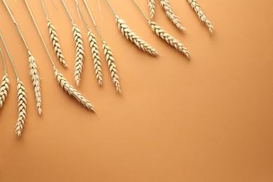 Photo of Many wheat spikes on golden background, flat lay. Space for text