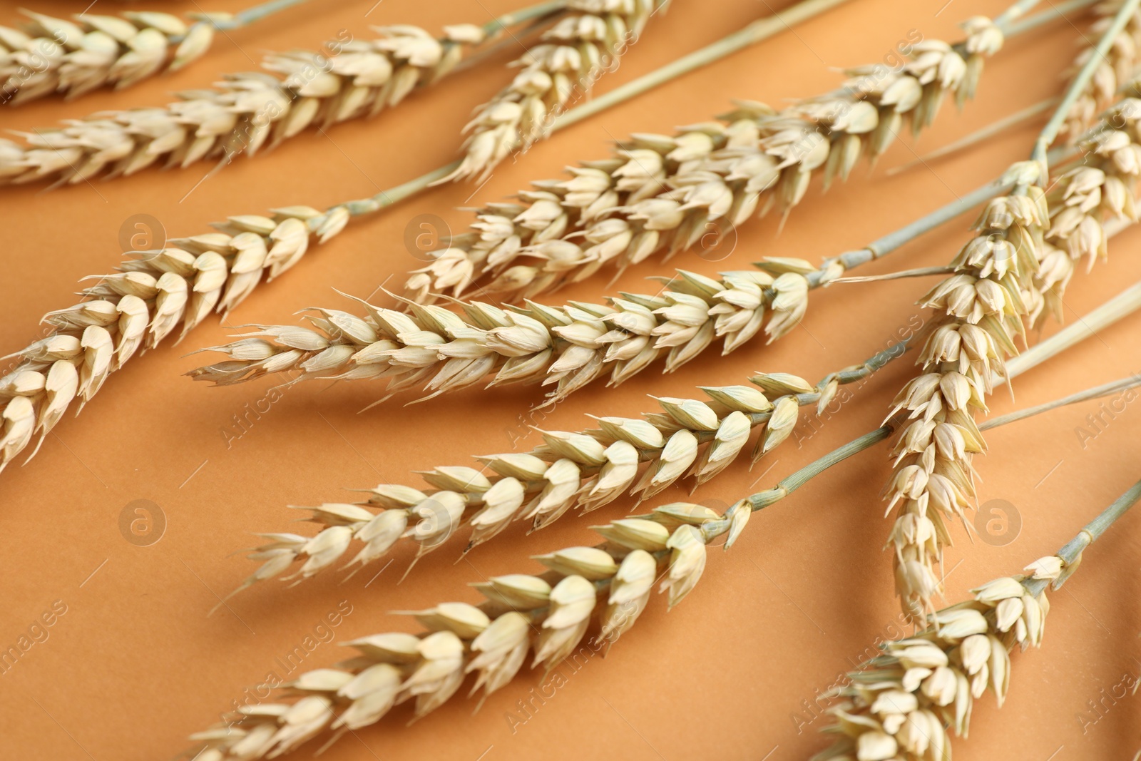 Photo of Many wheat spikes on golden background, closeup