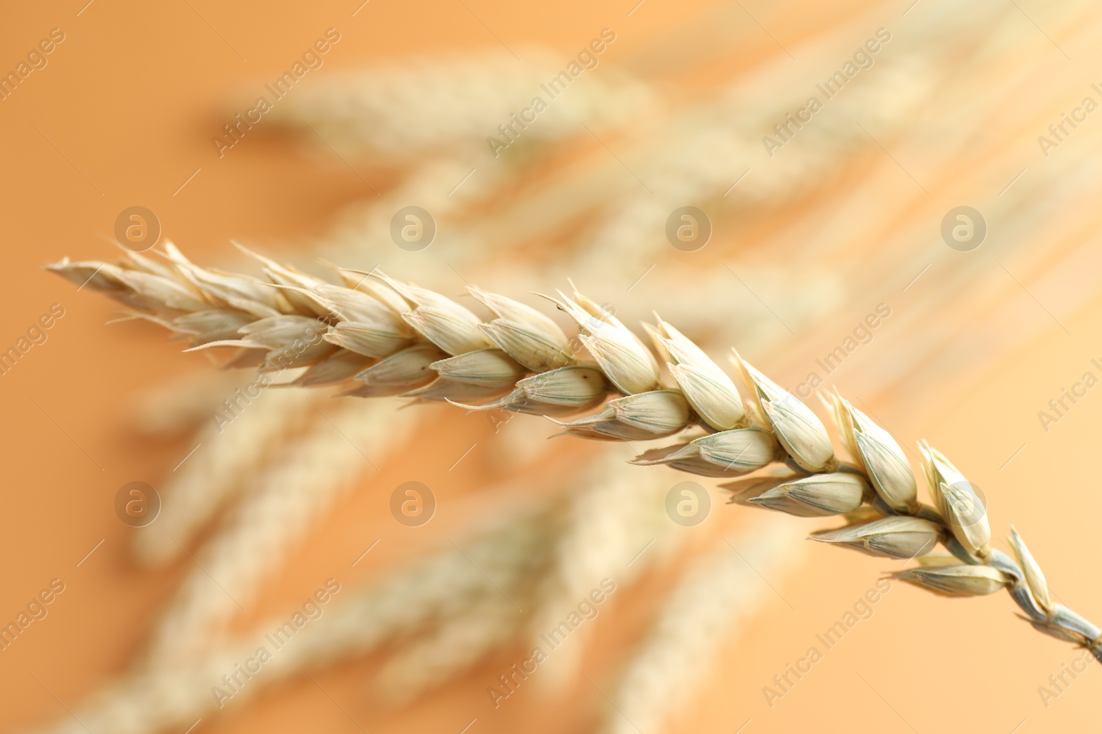 Photo of One wheat spike on blurred golden background, closeup